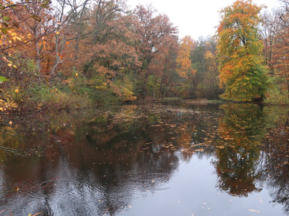 Der Heidschnuckenweg wird bei Niederhaverbeck um einen Teich gefhrt