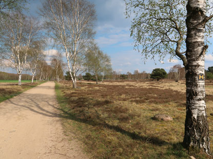 Birkenallee und Heidelandschaft nach dem Heidehof Mhr