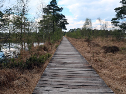 Wanderweg auf Bohlen im Pietzmoor