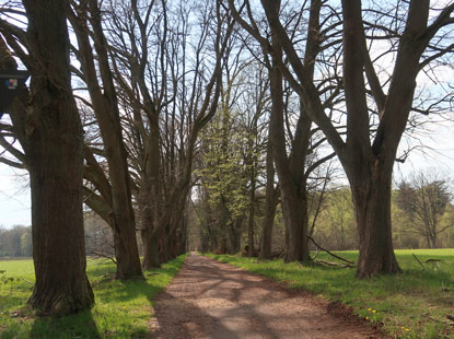 Buchenallee beim Heidehof Mhr