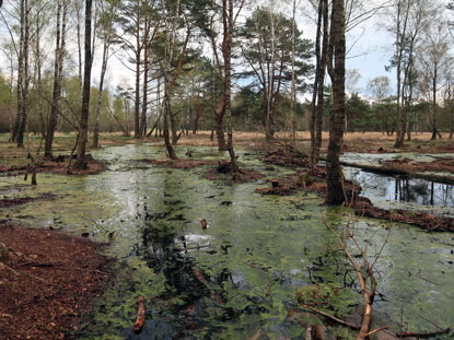 Am Emelyweg im Pietzmoor