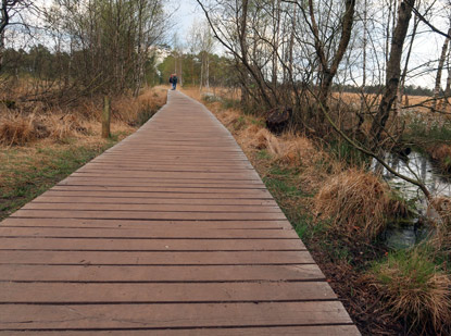 Der Rundweg durch das Pietzmoor verluft oft ber Holzbohlen 