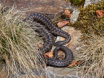 Heidschnuckenweg: Kreuzotter am  Pietzmoor