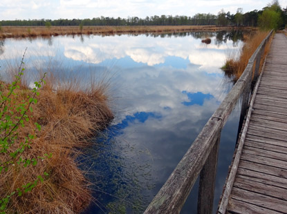 Teich unmittelbar am Moorweg durch das Pietzmoor