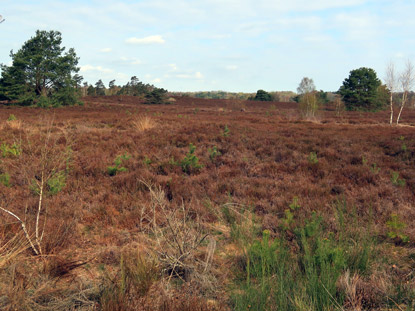 Behringer Heide heute