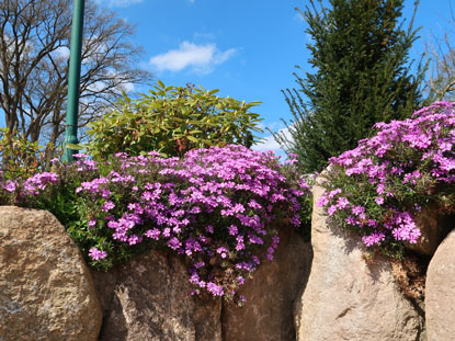 Borstel in der Kuhle, Blumen am Heidschnuckenweg