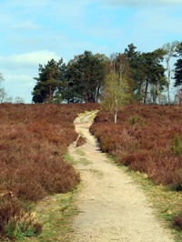 Heidschnuckenweg durch die Behringer Heide