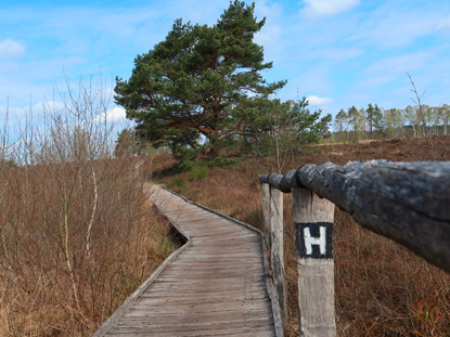 Der Heidschnuckenweg beim Bockelsmanns Schafstall