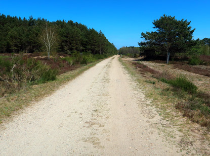 Heidschnuckenweg durch die Rders Heide.