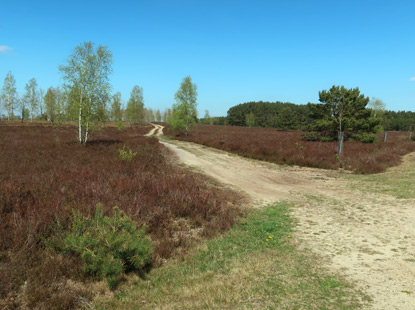 Heidschnucklenweg in der Rders Heide