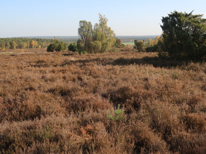 Heide am Wietzeer Berg