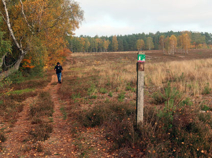 Ein Wanderer unterwegs auf dem Heidschnuckenweg durch die Dbelsheide