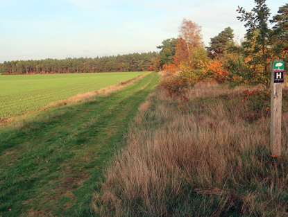 WEg entlang eines Feldes zur Heide Hausselberg