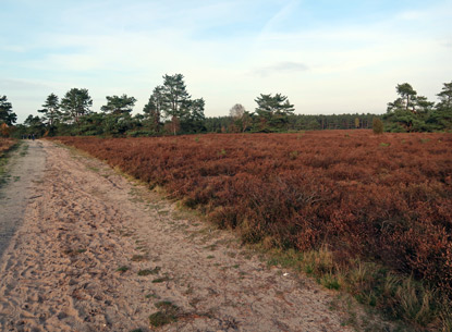 Oberhalb der Hausselberg-Htte fhrt der Heidschnuckenweg zur Oberhoher Heide