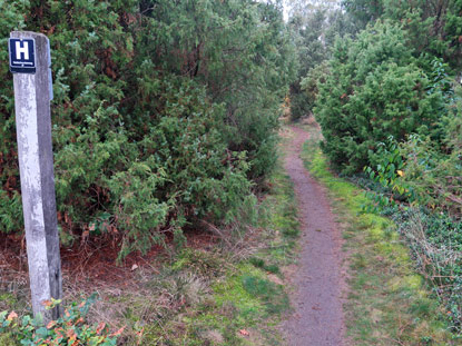 Wanderweg durch den Wachholderwald bei Faberg