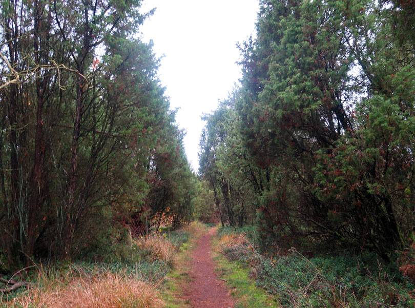 Wachholderwald beim Ort Faberg