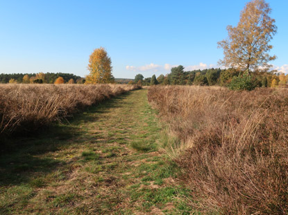 Heideflche am Schillohsberg