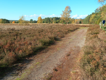 Heidschnuckenweg am Schillohsberg