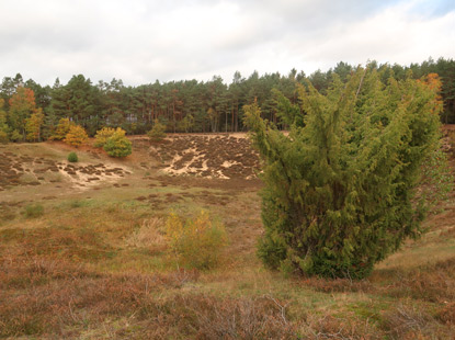 Grune sicherlich durch den Abbau von Kieselgur entstanden in der Misselhorner Heide