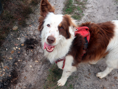 Misselhorner Heide: Hirtenhund