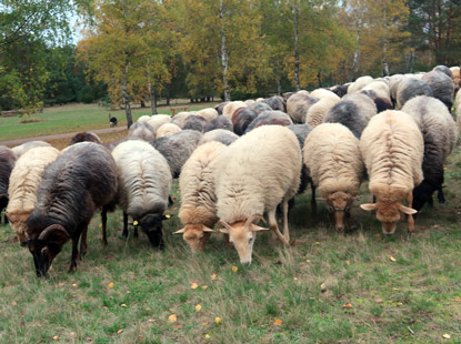 Heidschnucken in der Misselhorner Heide