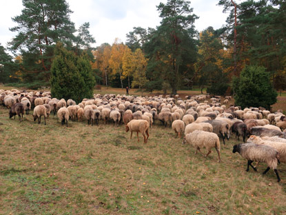 Heidschnucken in der Misselhorner Heide