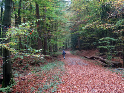 Absteig vom Schwarzen Kreuz nach Grevenhagen