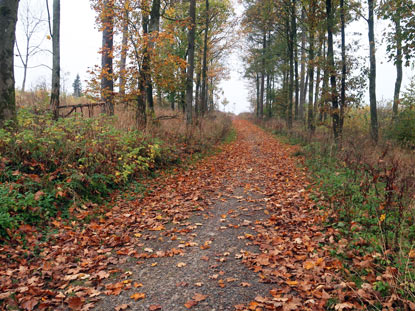 Auf dem Zugangsweg zum Eggeweg beim Schweinsberg in  Bad Driburg