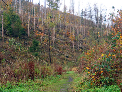 Sturm und Borkenkfer haben im Stlberbachtal erheblich Schden verursacht