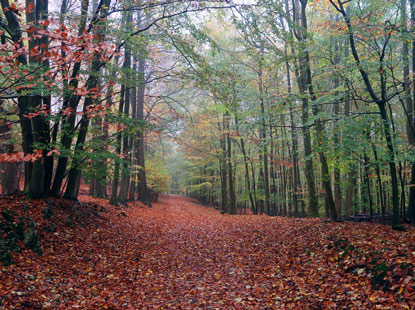 Wanderweg bei der Falkenburg