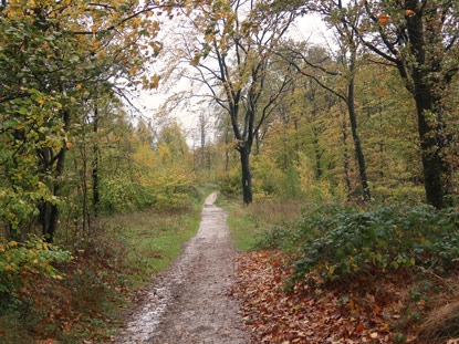 Herbststimmung auf dem Hermannsweg