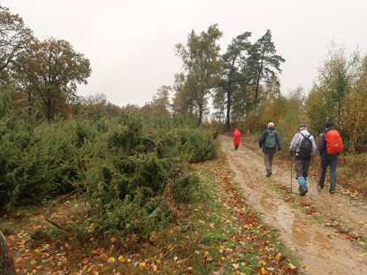 Wanderer auf derm Hermannsweg bei der Wachholderheide