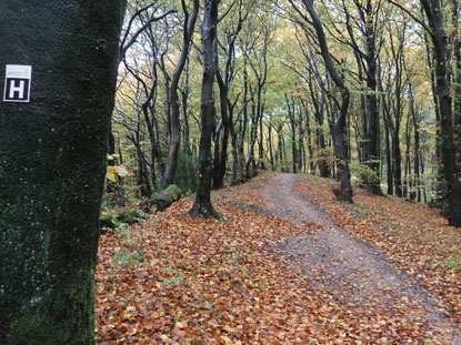 Ab dem Vicarienkopf iverl�uft der Hermannsweg mit dem Grenzweg zwischen NRW und Niedersachsen
