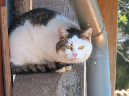 Eine Katze hlt am Milchautomaten "Flotte Lotte" wacht, damit Wanderer auch nicht das Bezahlen vergessen.  