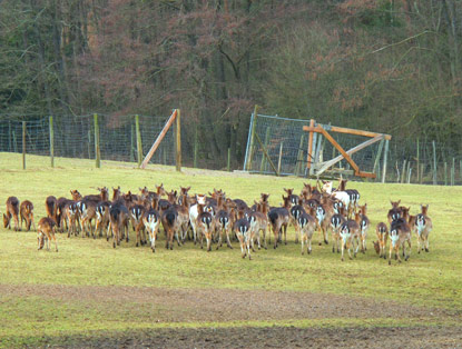 Damwild in einem Wildgatter beim Ort Rehbach 