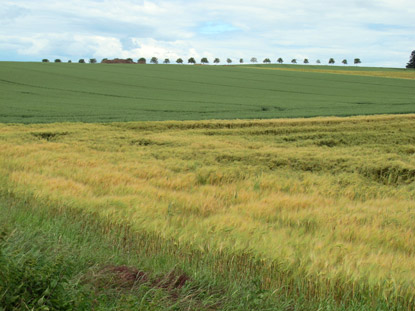 Landschaft in der Nhe von Rohrbach