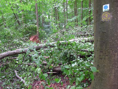 Die Sturmschden vom 20.06.2013 erschwerten das Wandern auf dem Hugenotten- und Waldenserpfad