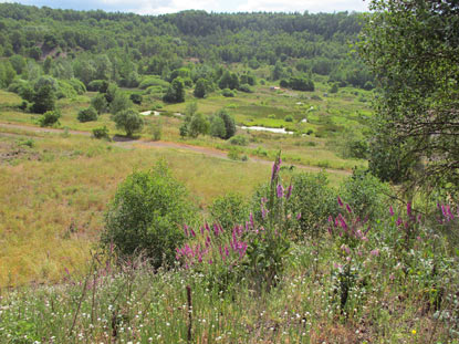 Blick in die Grube Messel. 