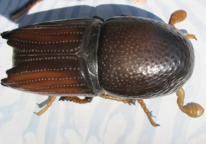 Eine Schautafel am Wegesrand erklrt den Forstschdling "Buchdrucker" (Fichtenborkenkfer)