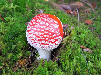 Wandern entlang der Lahn: Ein Mnnlein (Fliegenpilz) steht im Walde...