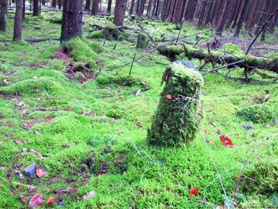 Lahnwanderung: Bemooste Waldflchen 