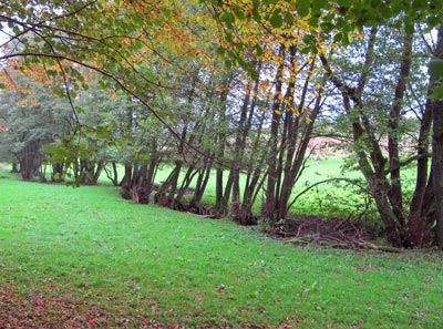 Lahnwanderweg: Der Katzenbach mndet nach 4,7 km bei Buchnau in die Lahn