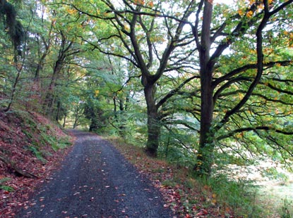 Lahnwanderweg entlang des Wissmarbacher-Tals