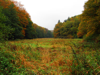 Der Wissmarbach fliet durch  das Erlental