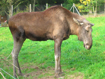 Elch im Tiergarten Weilburg