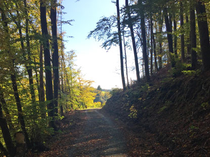 Auf der  Etappe Weilburg nach Aumenau dominiert Wald.
