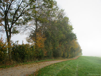 Panoramaweg beim Steimelskopf im Nebel