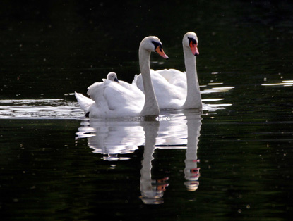 Schwne mit Junge auf der Lahn bei Bad Ems