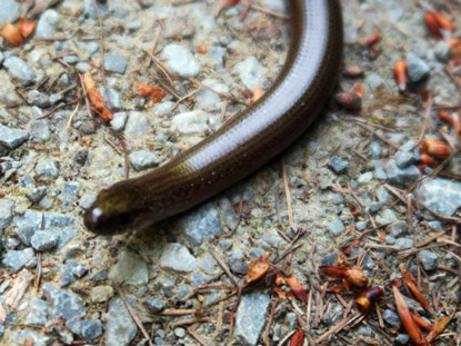 Blindschleiche auf dem Lahnwanderweg