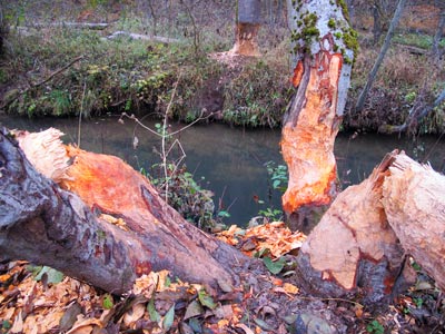 Die Schwarze Laber ist ein Paradies fr Biber